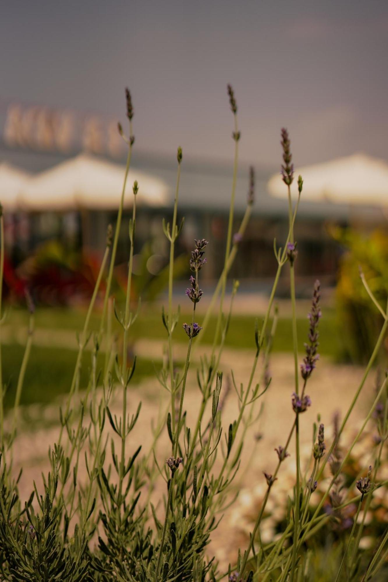 La Vida Otel Urla Exterior photo